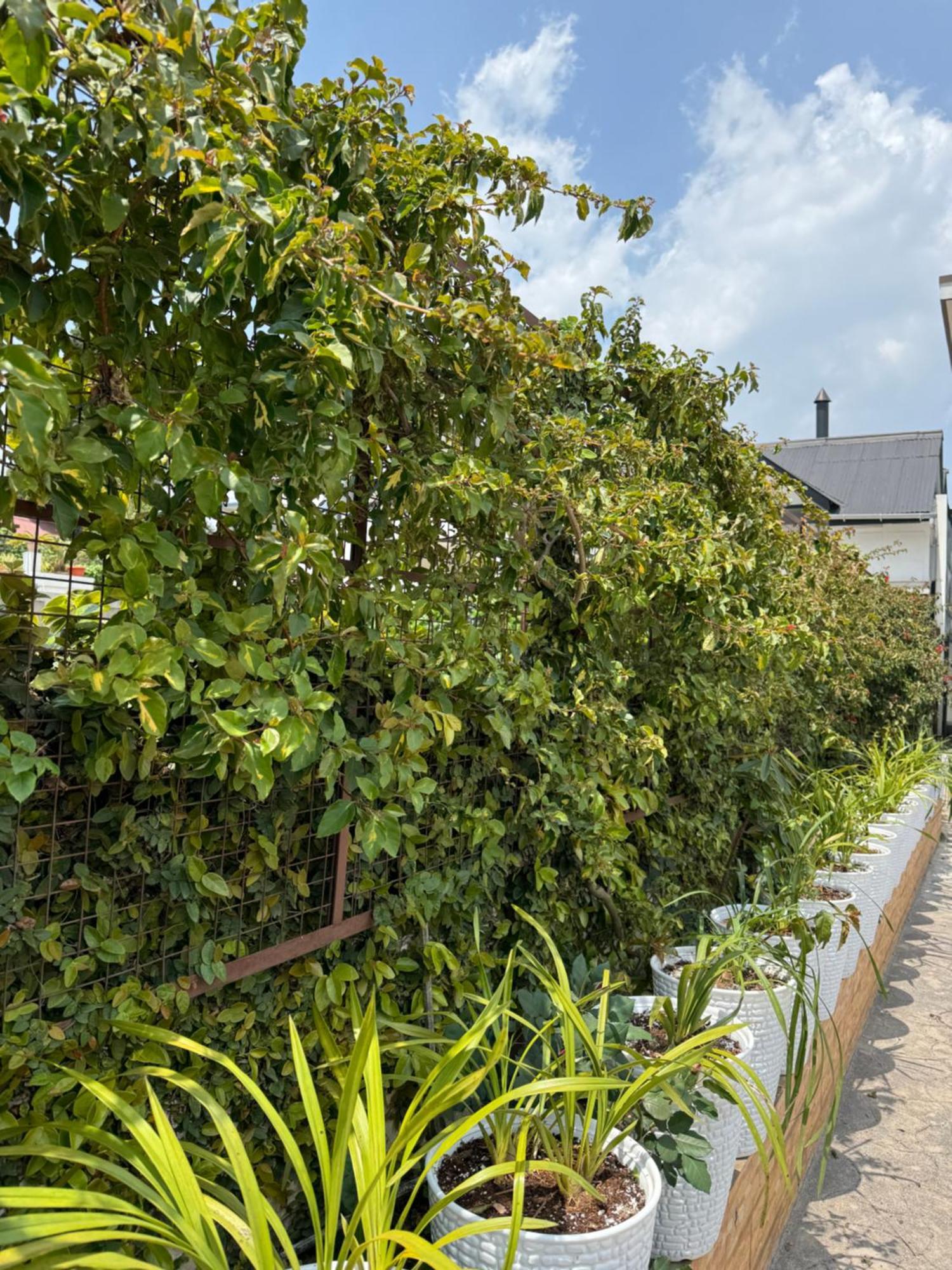 Fratelli Guest House Shillong Exterior photo
